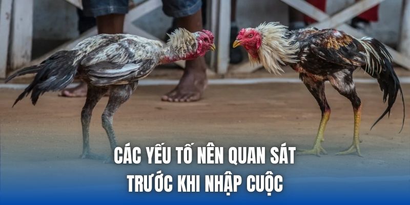 Các yếu tố nên quan sát trước khi nhập cuộc