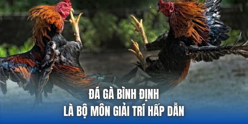 Đá gà Bình Định là bộ môn giải trí hấp dẫn