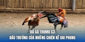 Đá Gà Thomo C3 - Đấu Trường Của Những Chiến Kê Oai Phong