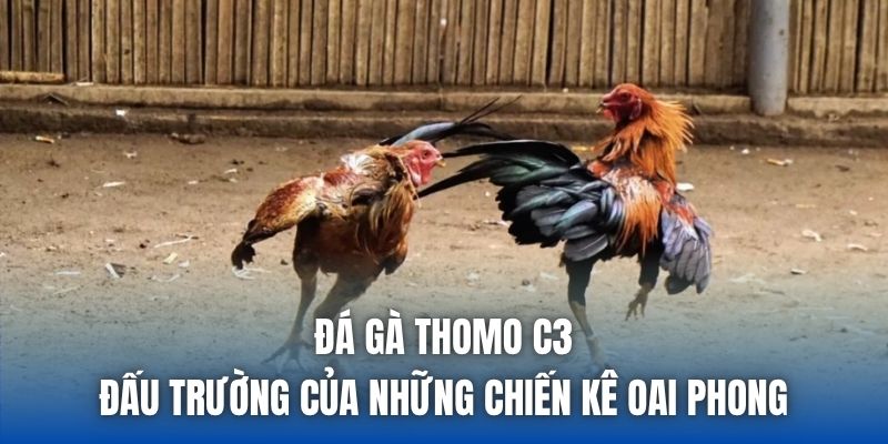 Đá Gà Thomo C3 - Đấu Trường Của Những Chiến Kê Oai Phong