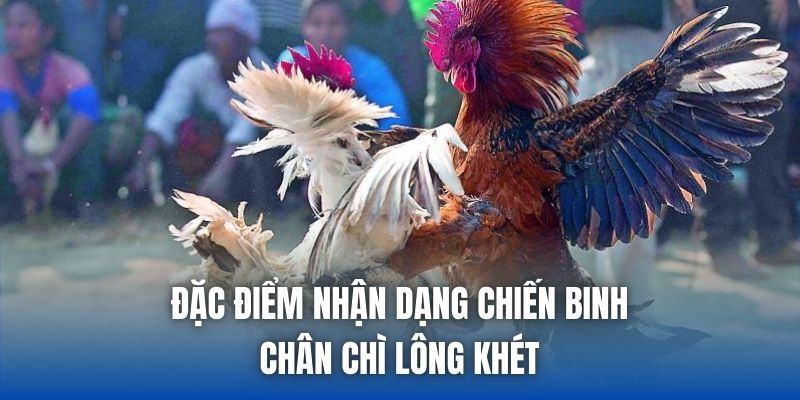 Đặc điểm nhận dạng chiến binh chân chì lông khét