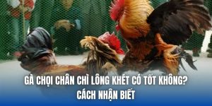 Gà Chọi Chân Chì Lông Khét Có Tốt Không? Cách Nhận Biết