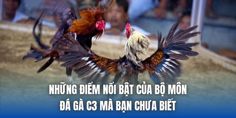 Những điểm nổi bật của bộ môn đá gà C3 mà bạn chưa biết