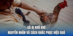 Gà Bị Khò Khè | Nguyên Nhân Và Cách Khắc Phục Hiệu Quả