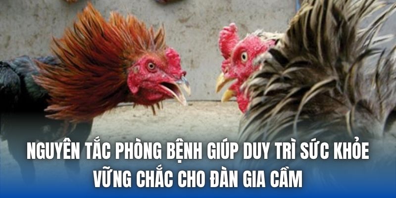 Nguyên tắc phòng bệnh giúp duy trì sức khỏe vững chắc cho đàn gia cầm