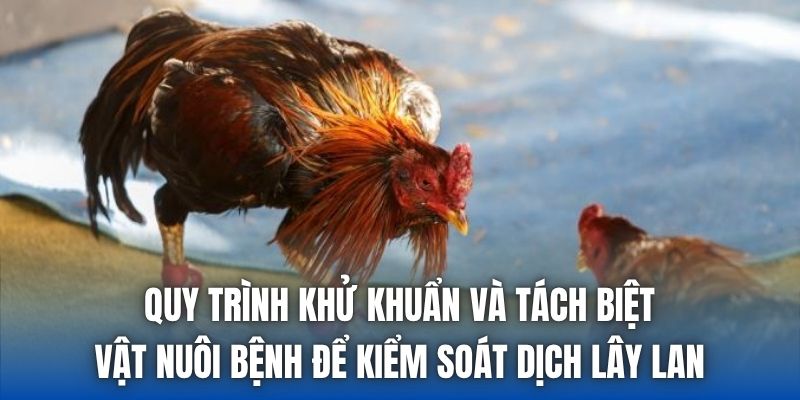 Quy trình khử khuẩn và tách biệt vật nuôi bệnh để kiểm soát dịch lây lan