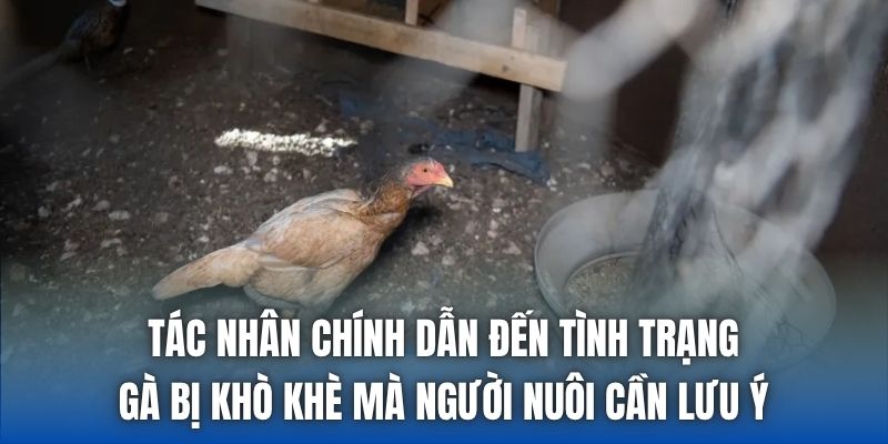 Tác nhân chính dẫn đến tình trạng gà bị khò khè mà người nuôi cần lưu ý